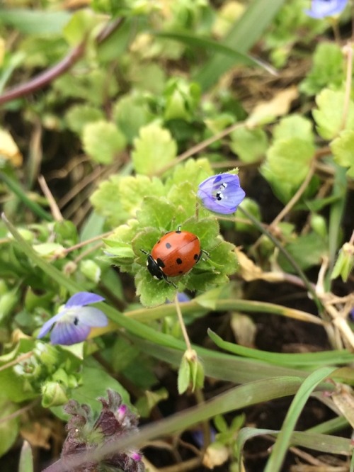 lovplant:made a lil friend in the garden !!