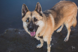 huskyhuddle: Noodle in the neighborhood pond.