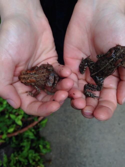 These two got stuck in the basement window well, so I got to preform a heroic toad rescue ;)