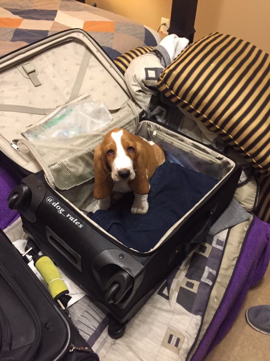 dog-rates:   Meet Moose. He doesn’t want his friend to go back to college. 13/10