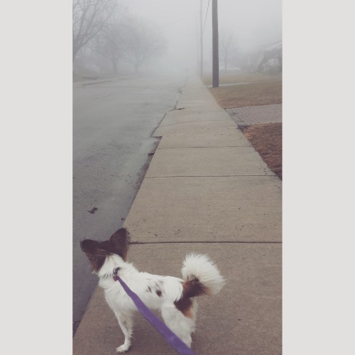 Foggy days with my kona babe ☁