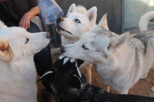 6woofs:  “Mmmm ice cold water and ice!” evolves into "Ouch my face!“ as more huskies arrive. 