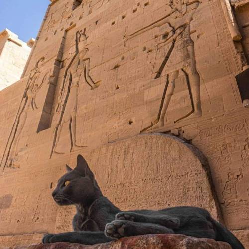 cutecatpics:A picture of a cat in front of an Egyptian temple. Source: Boris740 on catpictures.