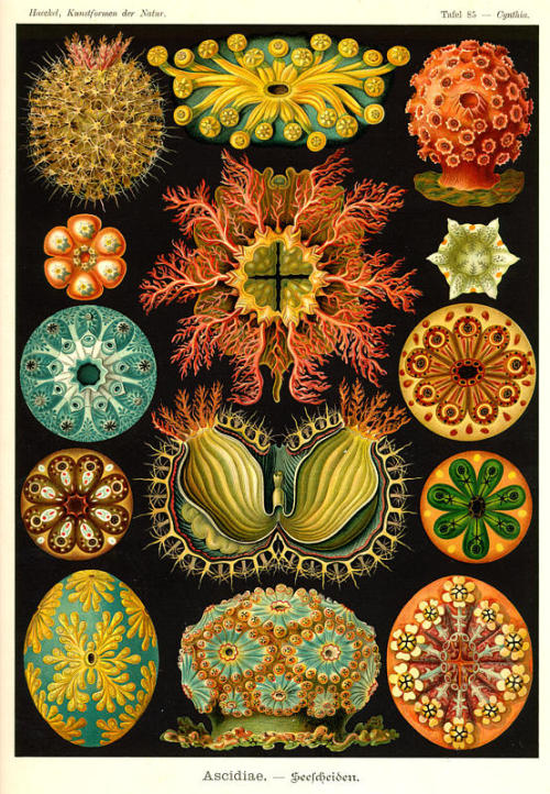 modhero:Ernst Haeckel - Artist, biologist, naturalist.