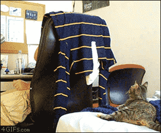 failsnet:  Tumblr Fails.net - How To Troll Your Cat