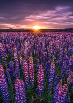 coiour-my-world:Lake Tekapo, New Zealand | robertlukeman