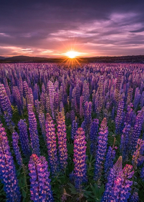 coiour-my-world:Lake Tekapo, New Zealand | robertlukeman adult photos