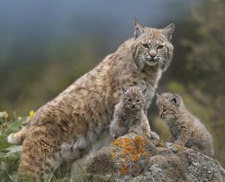 beautiful-wildlife:  Bobcat Mother and Kittens by Tim Fitzharris