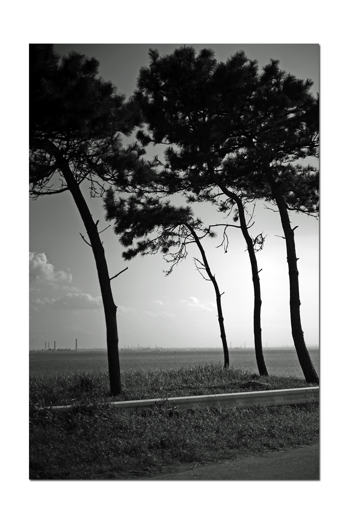 hasseleica:  silhouette  …