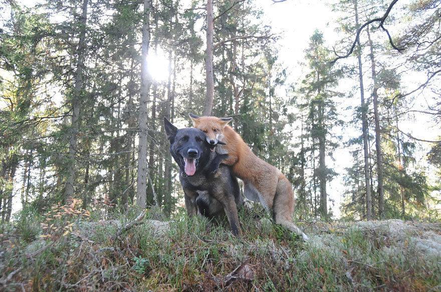 snow-white-raven-black:  phototoartguy:  The adorable and unlikely friendship between