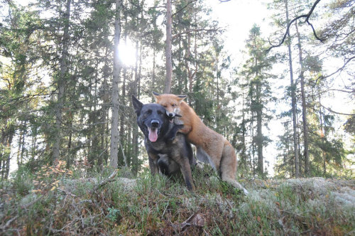 halpmepls:  tiannasumer:  phototoartguy:  The adorable and unlikely friendship between a fox and a dog that’s being turned into a children’s fairytale book Photographer Torgeir Berge  MY FUCKING HEART. HOLY SHIT.  THE FOX AND THE HOUND     Aww cutest