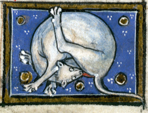 butt licking catThomas of Cantimpré, Liber de natura rerum, France ca. 1290.Valenciennes, Bibliothèq