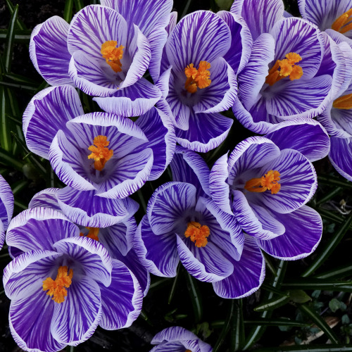 pointandshooter:“A single crocus blossom ought to be enough to convince our heart that springtime, n