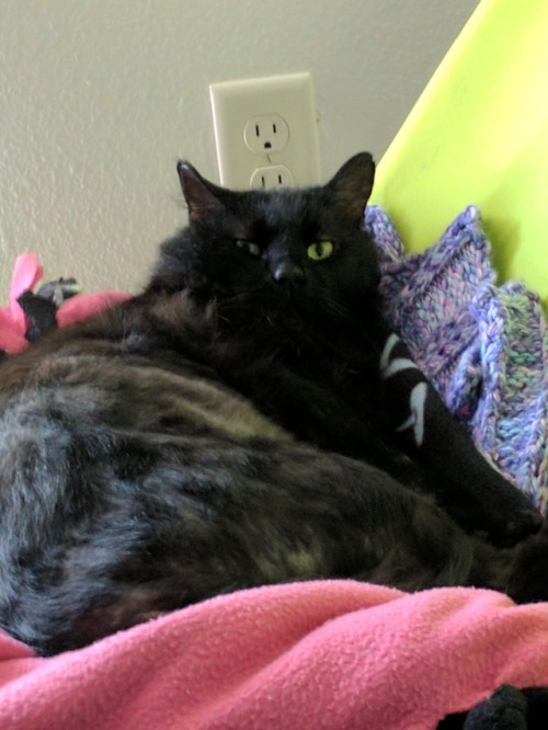 Happy black cat day! This is Sir Kittehmew (Beleram) His talents includes cuddling, screaming, alway