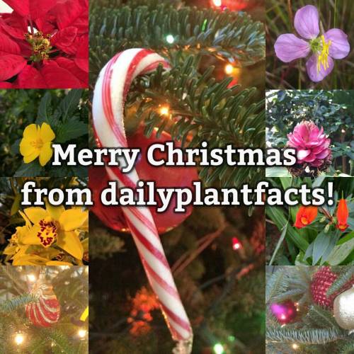 Merry Christmas from dailyplantfacts! Thank you so much for all of the support and have a wonderful 