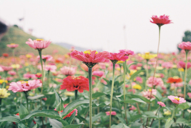 jacindaelena:    by Seiman C
