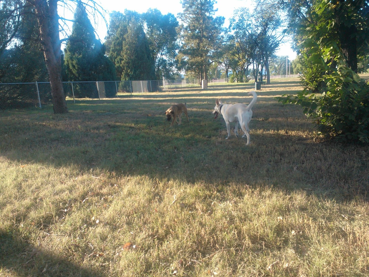 Juvia made friends with a pretty girl named Laika at the dog park on post today :)