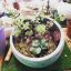 mossy-marimo