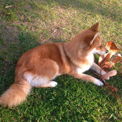 pensandthings:awesome-picz:Meet Fox Dog, A Pomeranian-Husky Mix Who Is Taking The Internet By Storm.