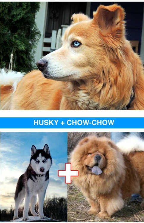 novaisprettyinpink:  theinturnetexplorer:   crossbreeds are so cool  I will take 10 of each please 