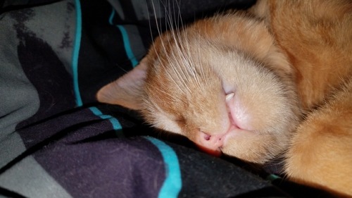 unflatteringcatselfies:  He slep