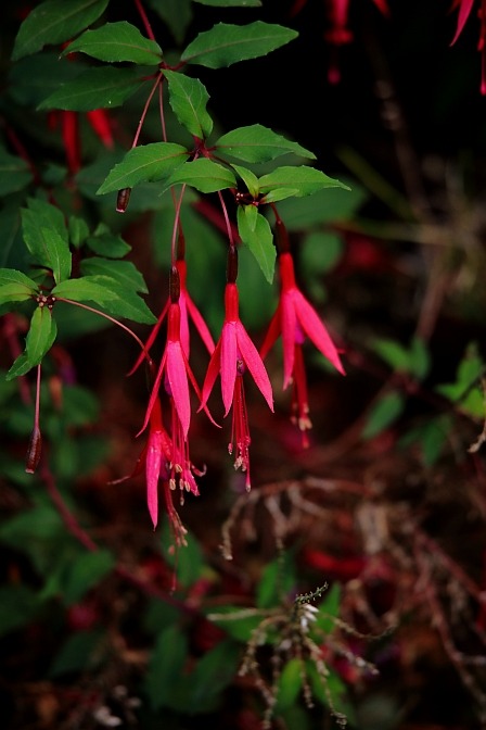 Hardy Fuchsia, Magellan Fuchsia / Scharlach-Fuchsie, Freiland-Fuchsie (Fuchsia magellanica)