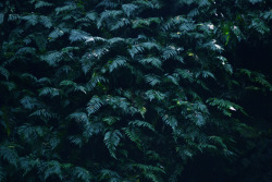 onestraightshot:  costa rica - fern field