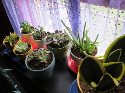 omgplants:rebellemaki:i got some cute plants todayCute and those curtains are really cute, too!