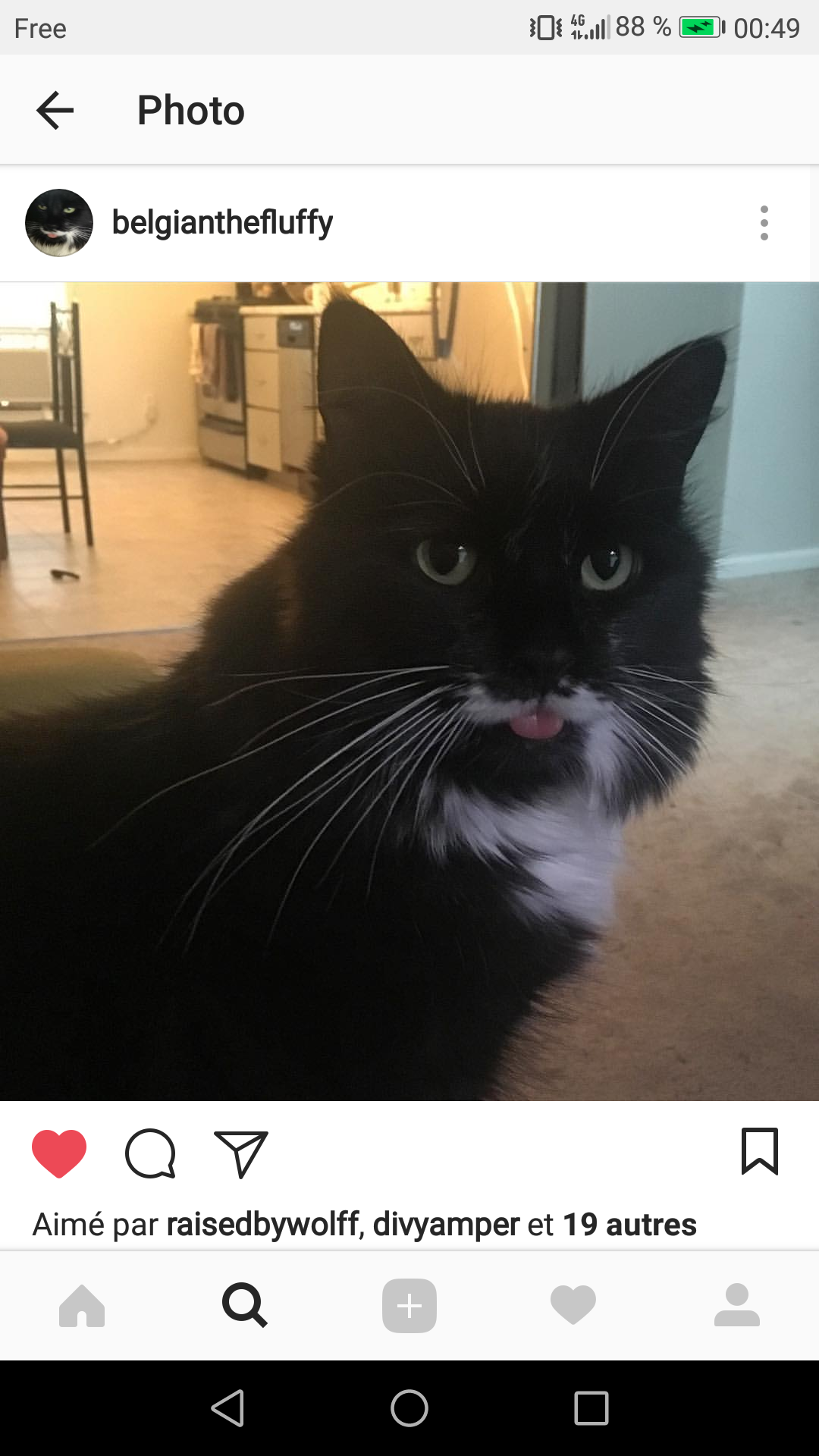 maghrebutch:  go follow this beautiful cat blease