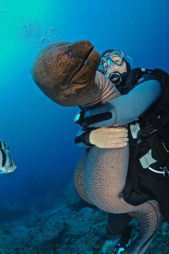 biggest-gaudiest-patronuses:  literally obsessed w/ this photo of a diver hugging a moray eel