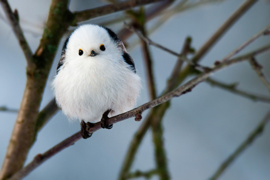 Porn Pics fat-birds: fulsvamp:   Long tailed tit is