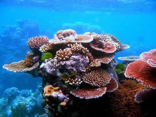 Major coral bleaching event underwayWarm ocean temperatures cause the polyps than make up the indivi