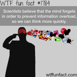 wtf-fun-factss:  Information overload facts - WTF