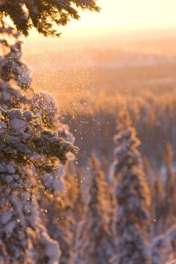 wonderous-world:  Yllästunturi National Park, Finland by Henrik Kettunen (Web) 