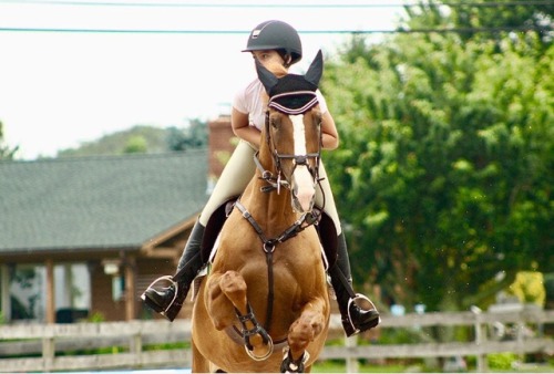 horse jumping