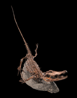 bijoux-et-mineraux:  Fossil Alligator (Alligator