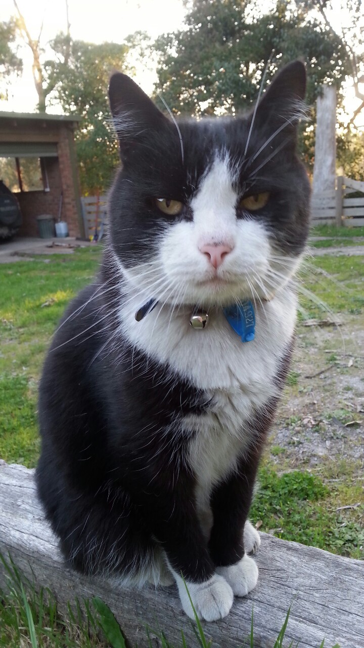 perriidott:  This cat either looks extremely impressed or really surprised 