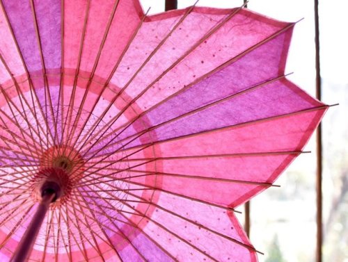 Sakura wagasa, a traditional Japanese umbrella hand made by the specialist Kasabiyori