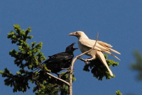 paganalia: The white ravens of Qualicum Beach, Vancouver Island in British Columbia, Canada. Photogr