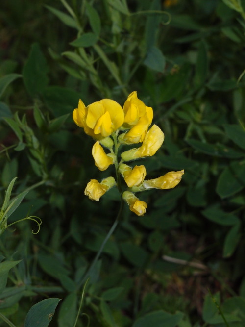 Lathyrus pratensis — meadow vetchling a.k.a. meadow peaBombus — bumblebees