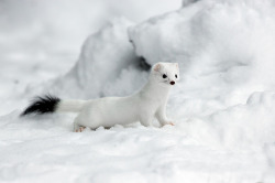 creatures-alive:  Ermellino - Ermine by Fabrizio