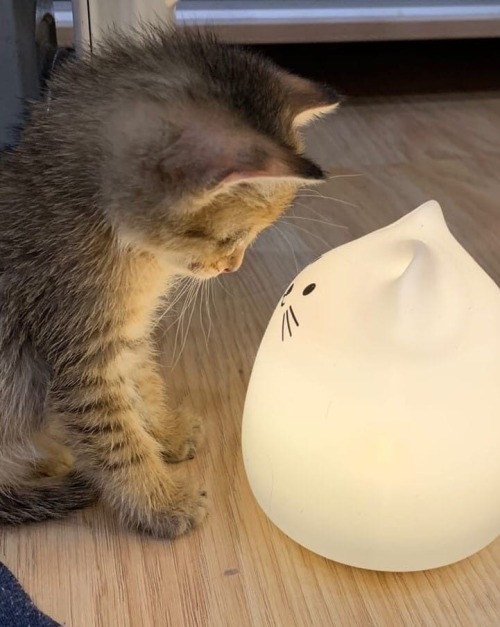 “We bought a new night lamp, now they’ve started a battle of glances.”