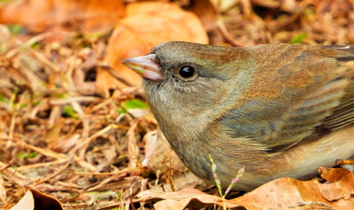 birbmania: Dark-eyed junco … Trap Pond State Park, Laurel, Delaware … 11/6/21