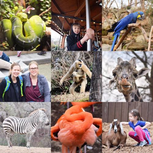 The many faces of the zoo. (at Nashville Zoo)