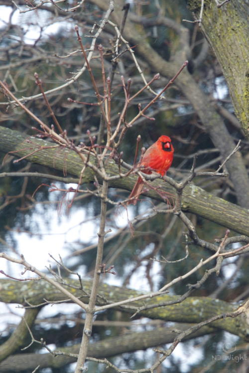 Looking right in my dining room window a few hours ago!