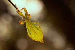 Earthlynation:  (Via 500Px / Spring Greens By Mariska Boertjens)