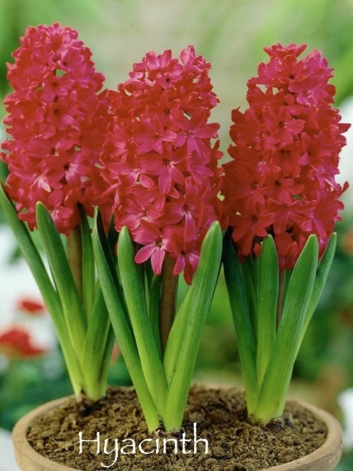 Alright (cracks Knuckles) Time To Look Up What Flowers Mean.