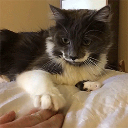 reneeisalright:  can i say that i love it when cats do the hand thing 