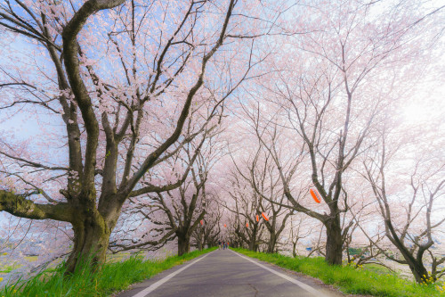 ourbedtimedreams:桜 by GLIDEi7