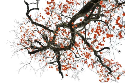 changan-moon:Persimmon trees in winter snow, an imagery of the 17th twenty-four solar term 霜降shuangj